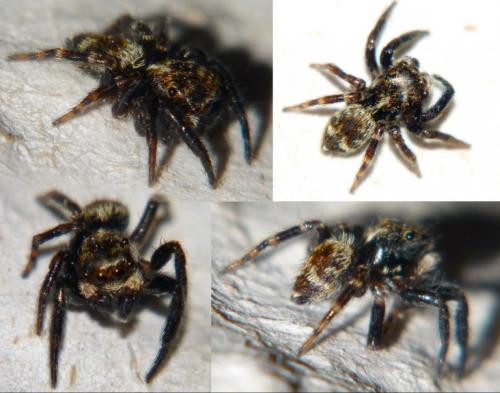 Réf. 247 169 : Pseudeuophrys erratica